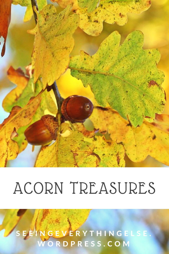acorn-treasure